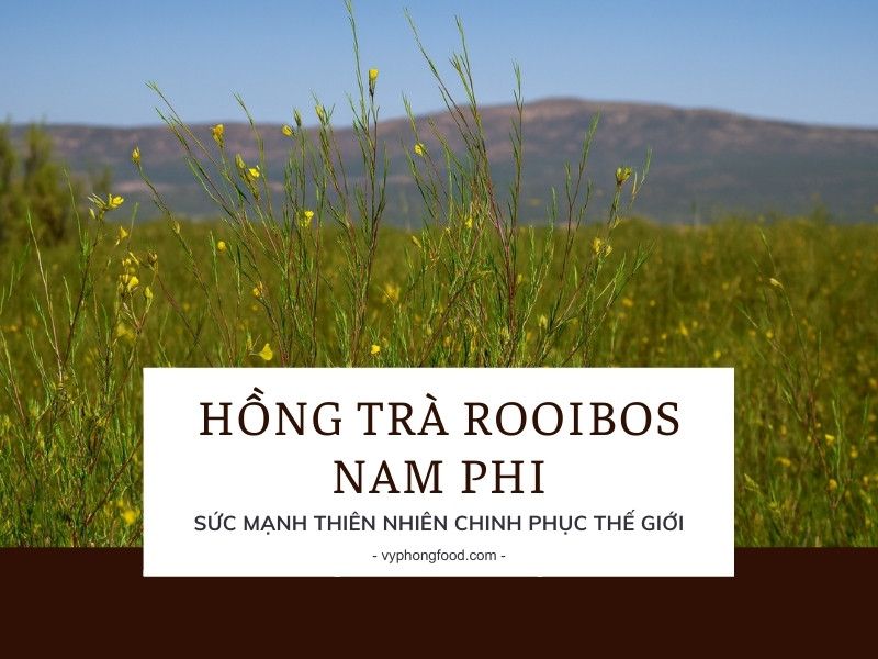Hồng trà rooibos Nam Phi – Sức mạnh thiên nhiên chinh phục Thế Giới.