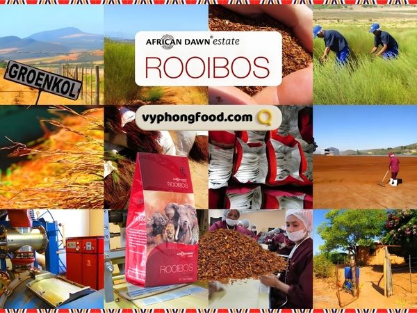 Hãy cùng vyphongfood.com khám phá nội dung Các nhà nghiên cứu khám phá khả năng của hồng trà rooibos Nam Phi như một lá chắn chống lại phơi nhiễm xăng dầu