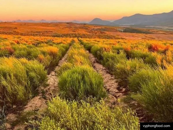 cùng vyphongfood.com Kỷ niệm Ngày Quốc tế Trà cùng hồng trà rooibos một loại các loại trà thảo mộc giúp ngủ ngon
