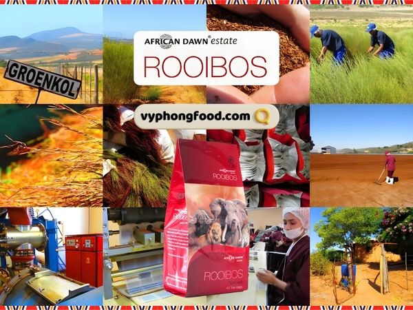 cùng vyphongfood.com Kỷ niệm Ngày Quốc tế Trà cùng hồng trà rooibos một loại các loại trà thảo mộc giúp ngủ ngon