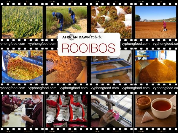 Cùng vyphongfood.com tìm hiểu Thử Thách 30 Ngày Với Trà Rooibos và Cách Thức mà Loại Trà Thảo Mộc Này Có Thể Thay Đổi Sức Khỏe Của Bạn.