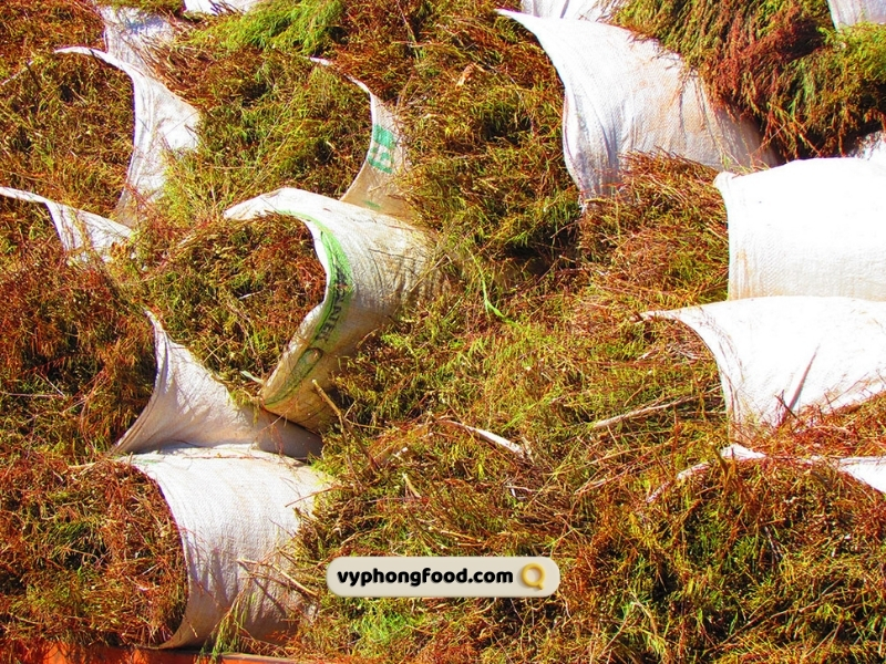 Hồng trà rooibos Nam Phi có tốt cho tim mạch và huyết áp không? Có bằng chứng khoa học không? vyphongfood.com chuyên nhập khẩu chính ngạch sản phẩm trà rooibos tea từ Nam Phi với thương hiệu African Dawn và sản phẩm bột ngũ cốc dinh dưỡng Greenmax từ Đài Loan. Is South African rooibos tea good for heart health and blood pressure? Is there any scientific evidence? vyphongfood.com specializes in officially importing rooibos tea products from South Africa under the African Dawn brand, as well as Greenmax nutritional multigrain cereal products from Taiwan.