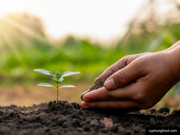cùng vyphongfood.com khám phá 10 bí quyết sử dụng hồng trà rooibos Nam Phi giúp cuộc sống thêm phần thú vị