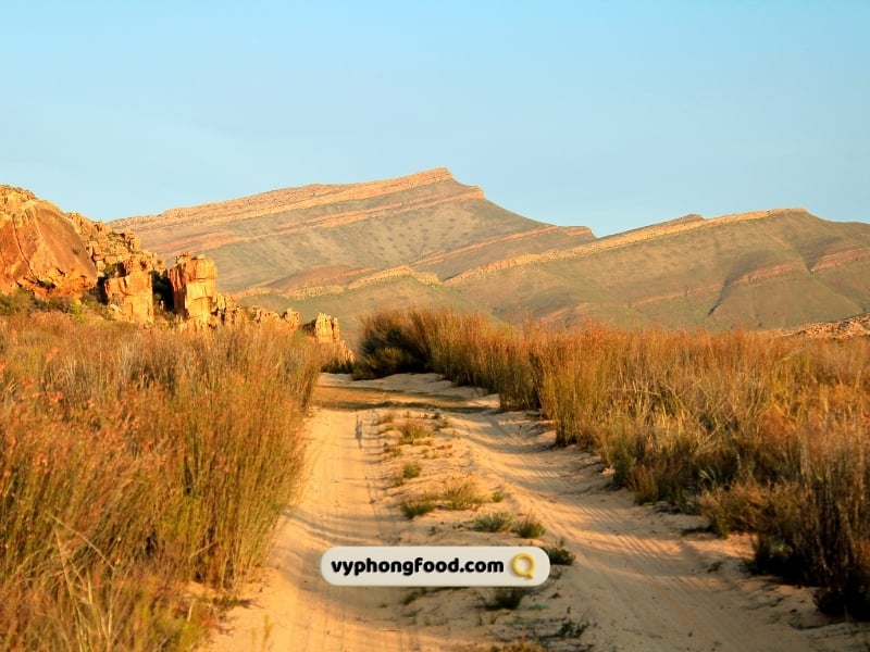 Vì sao vùng Cederberg làm nên sự khác biệt của hồng trà rooibos?