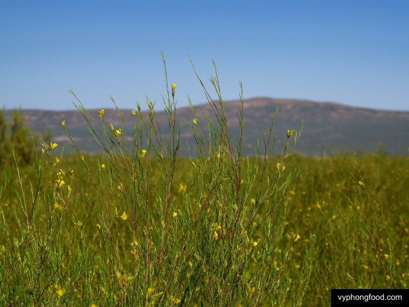 Hồng trà Rooibos Nam Phi Sức mạnh thiên nhiên chinh phục Thế Giới các loại trà thảo mộc giúp ngủ ngon