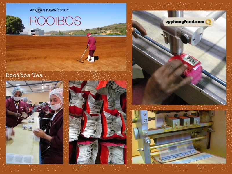 Hồng trà rooibos Nam Phi Loại trà thảo mộc tuyệt vời cho giấc ngủ ngon và sức khỏe bền vững, vyphongfood.com chuyên nhập khẩu chính ngạch sản phẩm trà rooibos tea thương hiệu African Dawn từ Nam Phi