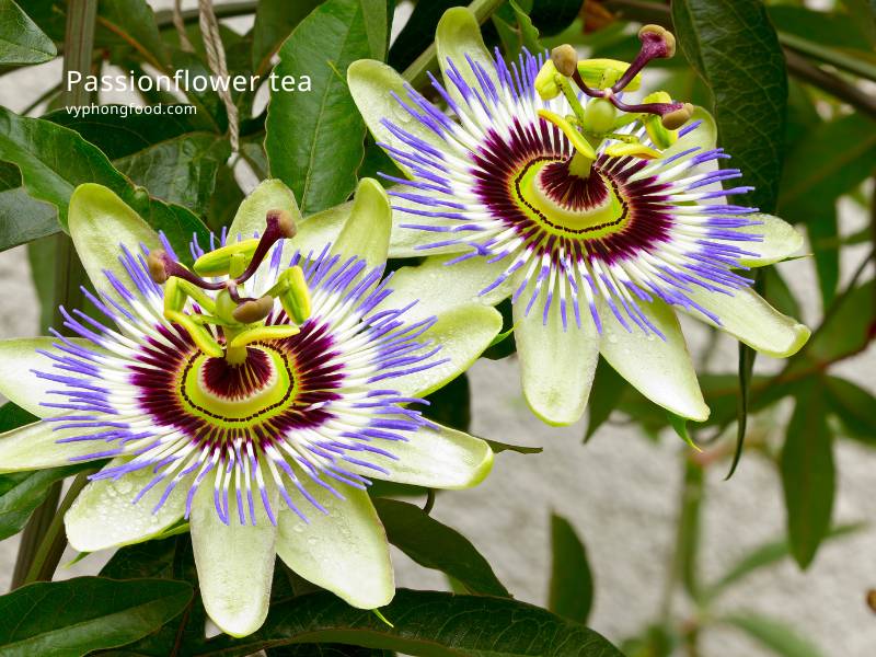 Trà lạc tiên (Passionflower tea)