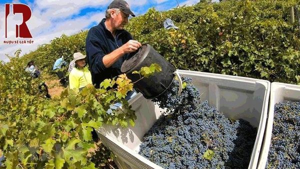 Colchagua Valley