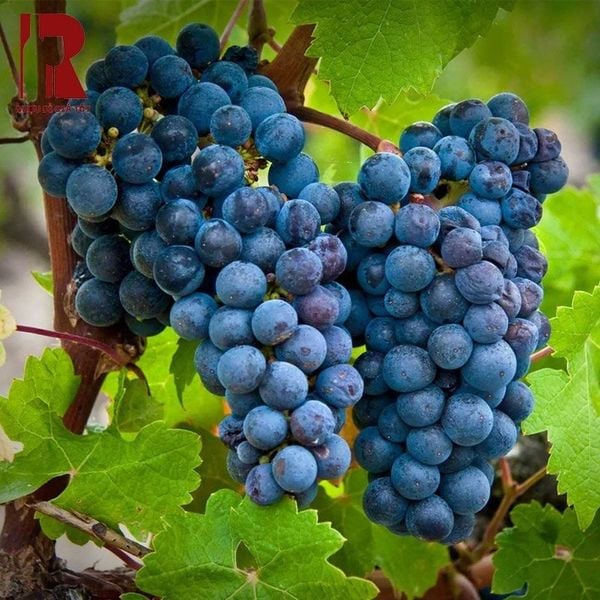Napa Valley