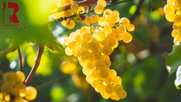 Giống nho làm vang trắng phổ biến