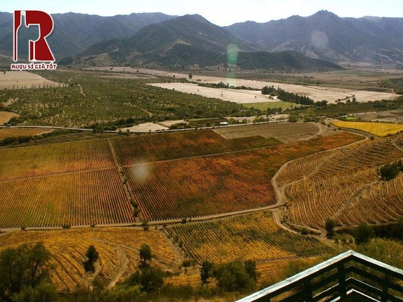 Vườn nho độc quyền làm rượu vang Montes