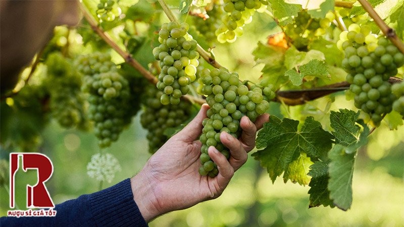 Rượu vang Cloudy Bay làm từ giống nho gì?