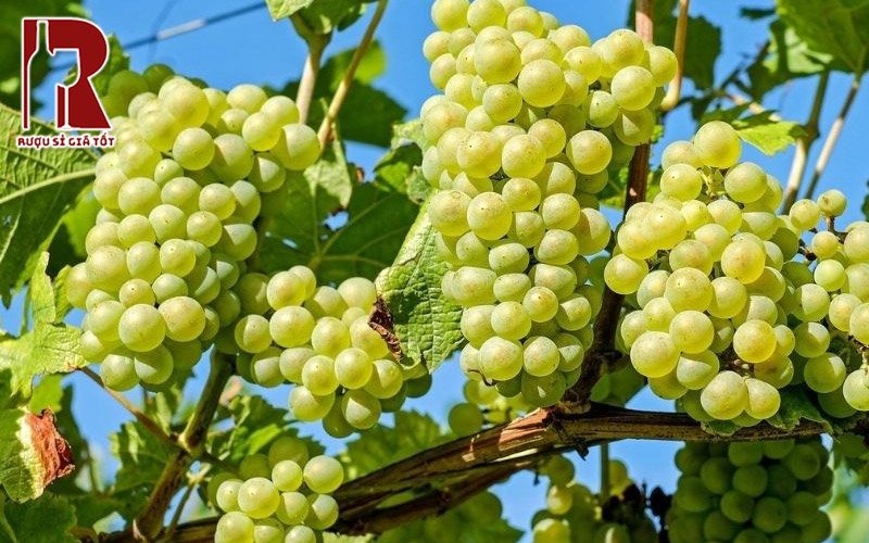 Giá rượu vang nho Sauvignon Blanc nhập khẩu tại Việt Nam