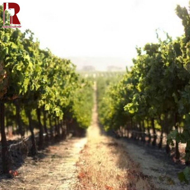 Rượu J.Lohr Cypress Vineyards Merlot và bản sắc riêng biệt