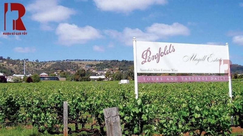Nguồn gốc làm rượu vang Penfolds