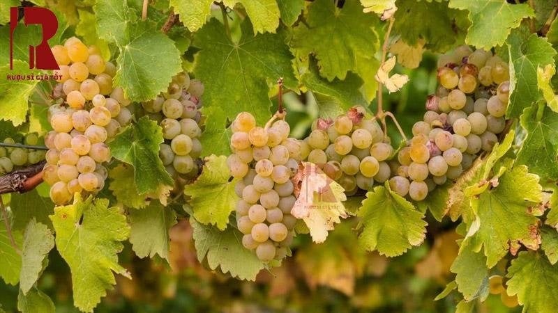 Giống nho Chardonnay sản xuất vang Chi Lê