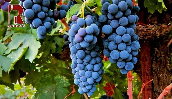 Merlot
