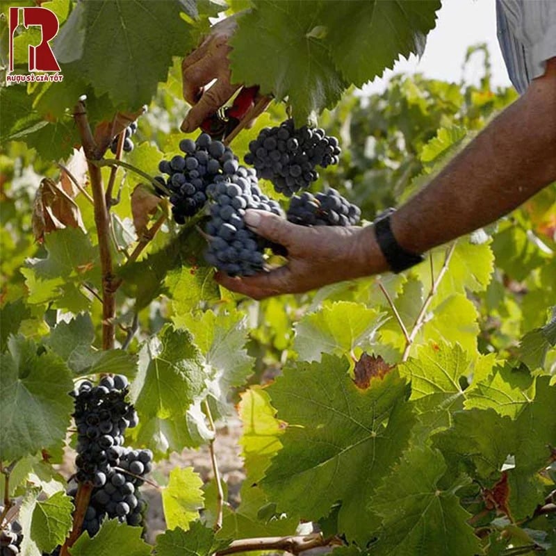 Murviedro Agarena Appassimento Tinto được sản xuất bằng phương pháp truyền thống từ Ý