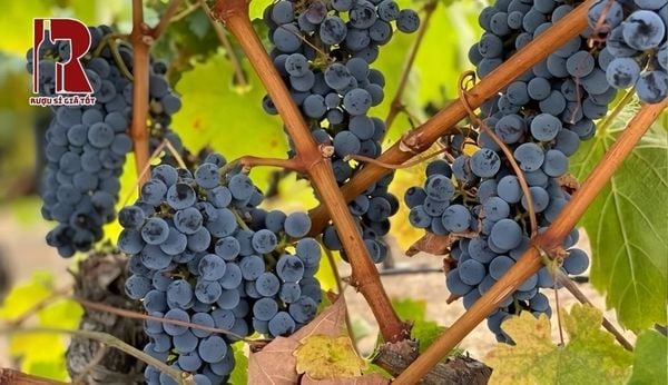 Negroamaro