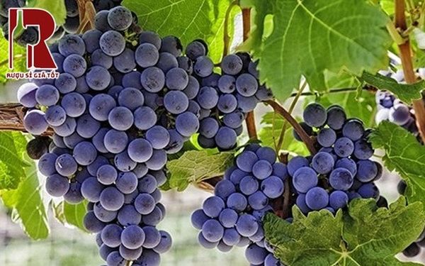 Colchagua Valley