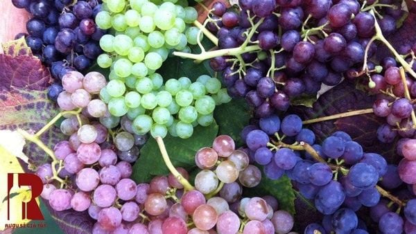 Nho là nguyên liệu chính để sản xuất rượu vang