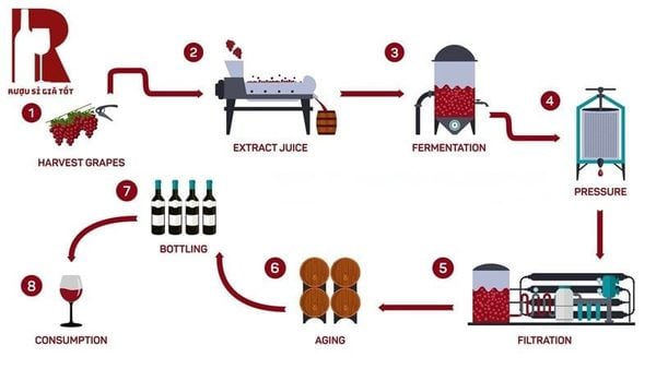 Các bước trong quy trình sản xuất rượu vang nho