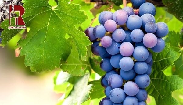 Shiraz