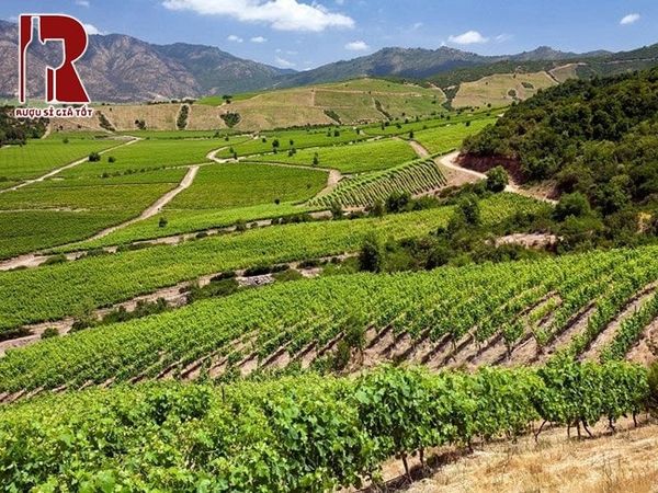 Colchagua Valley