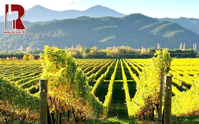 Giống nho Sauvignon Blanc xuất xứ ở đâu?