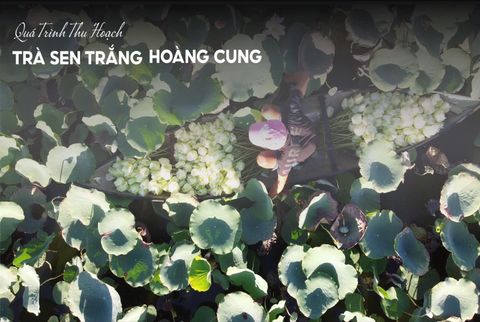 QUÁ TRÌNH THU HOẠCH VÀ CHẾ BIẾN TRÀ SEN TRẮNG