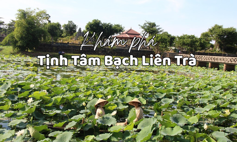 Hương Vị Di Sản: Khám Phá Tịnh Tâm Bạch Liên Trà Xứ Huế