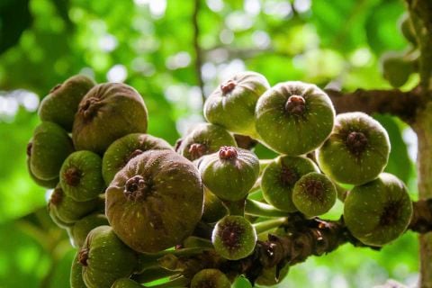 Quả vả xứ Huế: Nét Dịu Dàng Của Đặc Sản Cố Đô