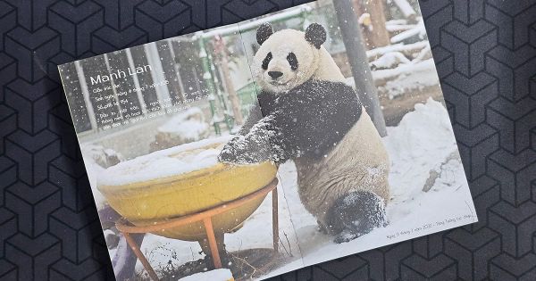 Câu Chuyện Về “Ngôi Sao” Manh Lan Tại Vườn Thú Bắc Kinh