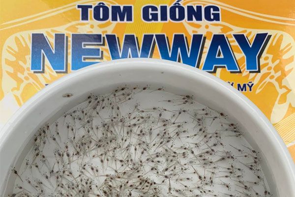 Kỹ Thuật Chọn Tôm Giống Chất Lượng – Yếu Tố Quyết Định Năng Suất