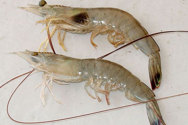 Phòng Và Trị Một Số Bệnh Thường Gặp Ở Tôm