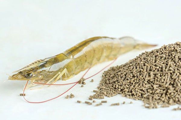 Quản Lý Thức Ăn Cho Tôm – Hiệu Quả Cao, Giảm Chi Phí