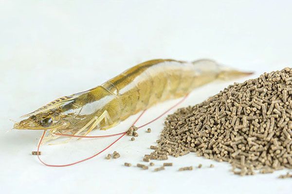 Quản Lý Thức Ăn Cho Tôm – Hiệu Quả Cao, Giảm Chi Phí