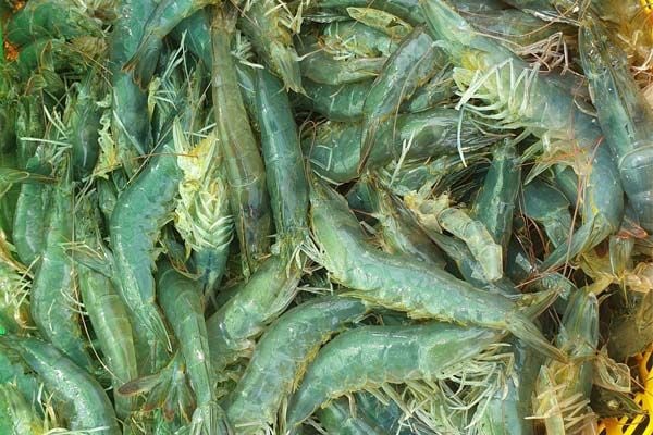 Kỹ Thuật Chăm Sóc Tôm Trong 30 Ngày Đầu – Giai Đoạn Vàng Quyết Định Thành Công