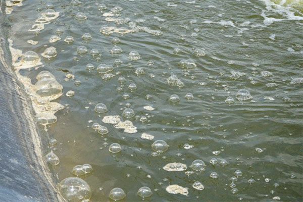 Xử Lý Nước – Yếu Tố Quan Trọng Quyết Định Thành Bại Vụ Nuôi