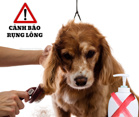 Sữa tắm cho chó Poodle Nâu – Dưỡng lông mềm mại, an toàn thiên nhiên