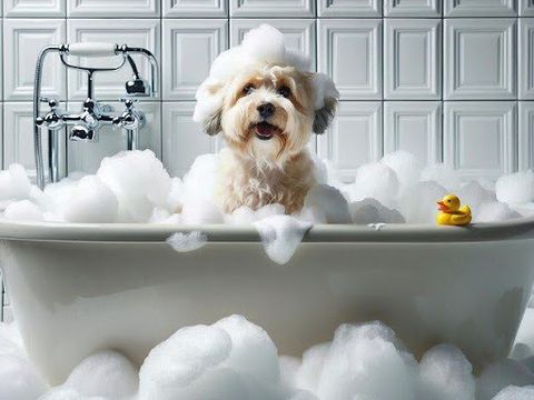 Sữa tắm tốt cho poodle có thành phần an toàn, đạt tiêu chuẩn FDA