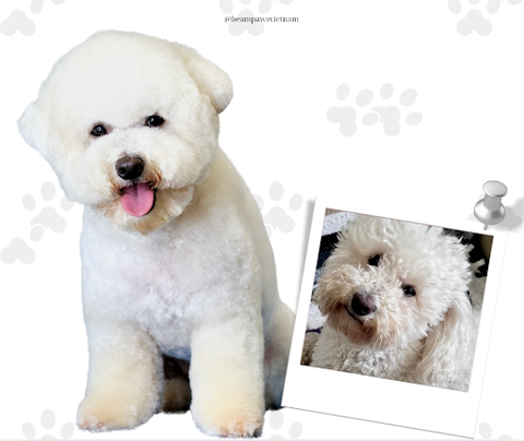 Sữa tắm chó lông trắng có thành phần thiên nhiên dầu dừa: Dưỡng trắng an toàn cho thú cưng!