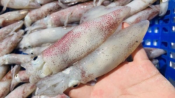 Hấp mực tươi ngon – Bí quyết giữ trọn vị ngọt từ mực tươi hấp