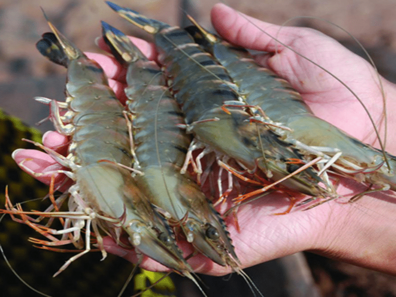 Mách bạn 2 cách làm sạch tôm trong nháy mắt của đầu bếp nhà hàng