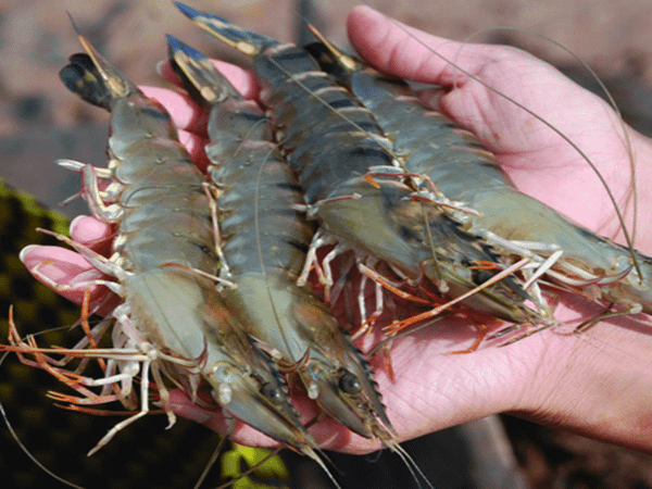 Mách bạn 2 cách làm sạch tôm trong nháy mắt của đầu bếp nhà hàng