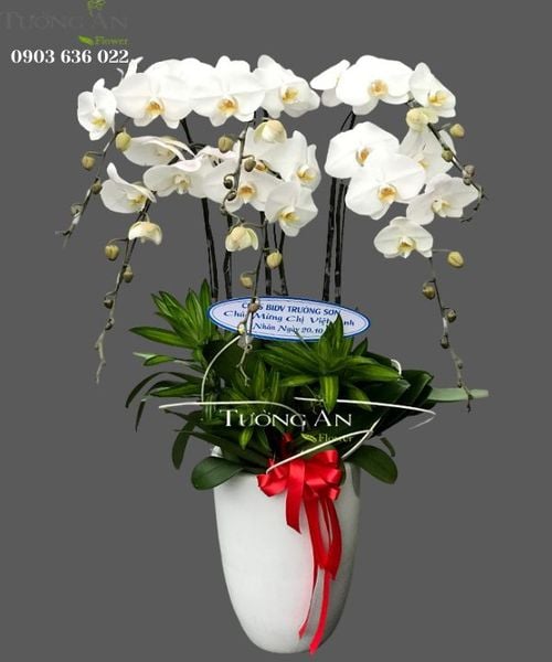 Ý NGHĨA CÁC MÀU HOA LAN HỒ ĐIỆP