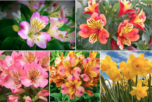 CÁCH GIỮ HOA TƯƠI LÂU