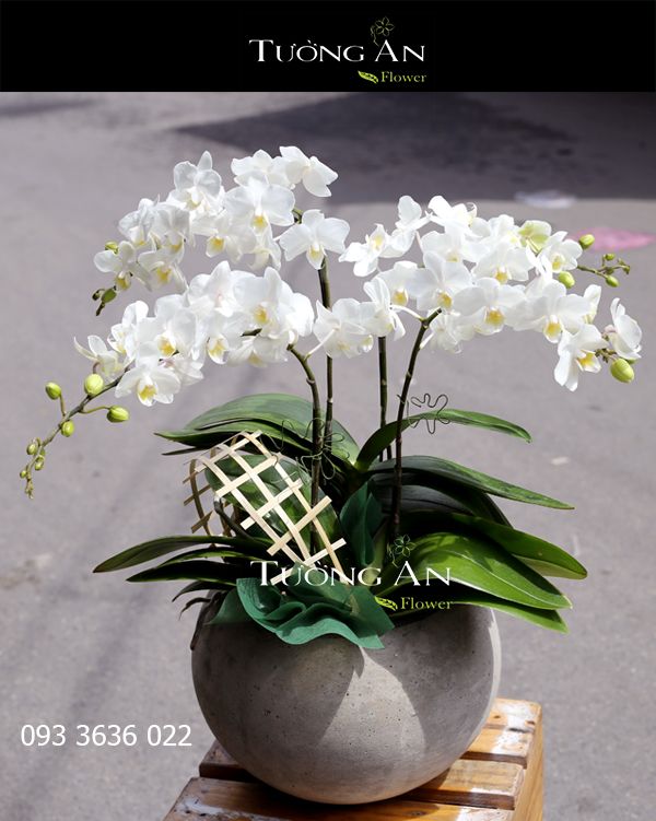 Tìm Hiểu Từ A Đến Z Ý Nghĩa Hoa Lan Hồ Điệp Đẹp Kiêu Sa