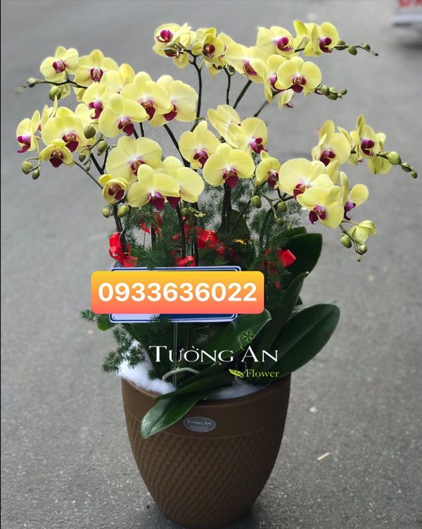 Shop Hoa Tươi Tường An - Chuyên Cung Cấp Hoa Lan Hồ Điệp Trắng Uy Tín