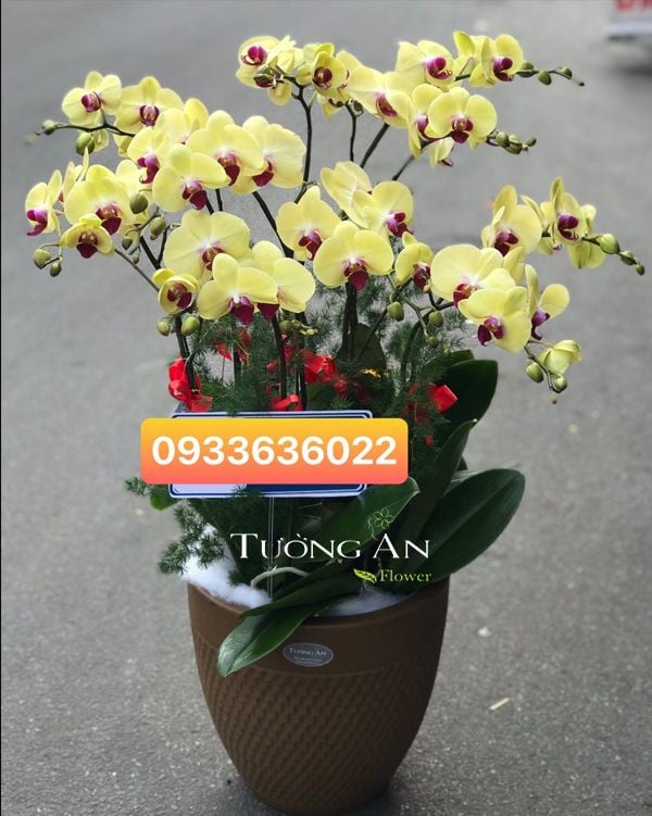 Khám Phá Ý Nghĩa Của Hoa Lan Hồ Điệp Vàng Ít Ai Biết
